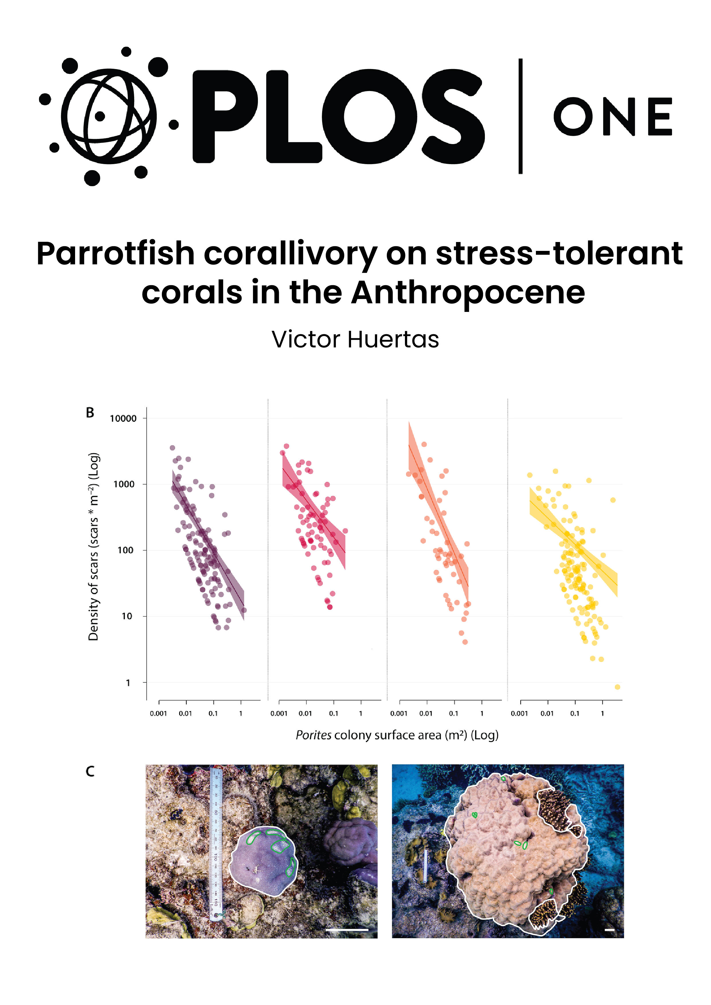 Parrotfish corallivory on stress-tolerant  corals in the Anthropocene
