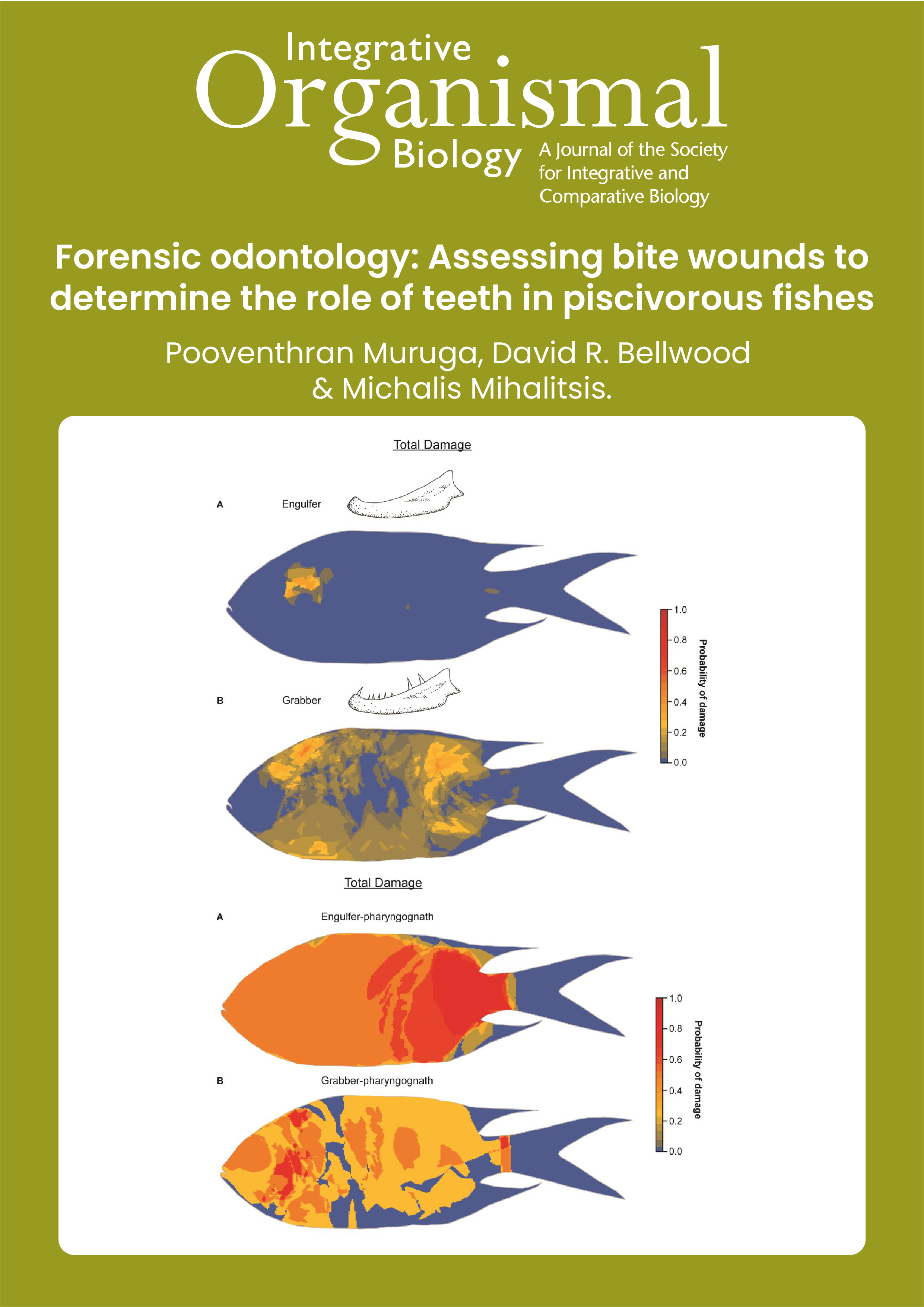 Forensic odontology: Assessing bite wounds to determine the role of teeth in piscivorous fishes