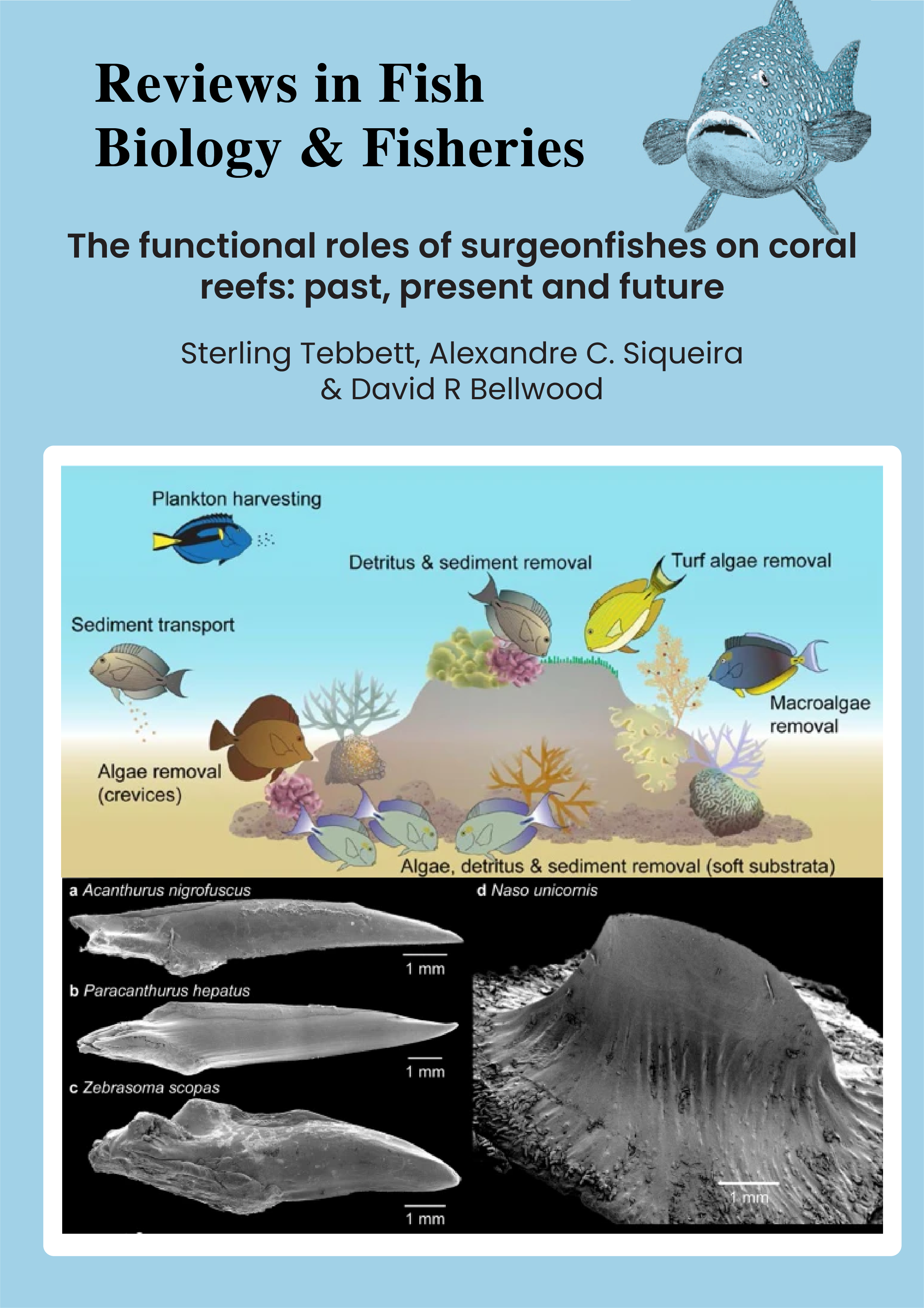 The functional roles of surgeonfishes on coral reefs: past, present and future