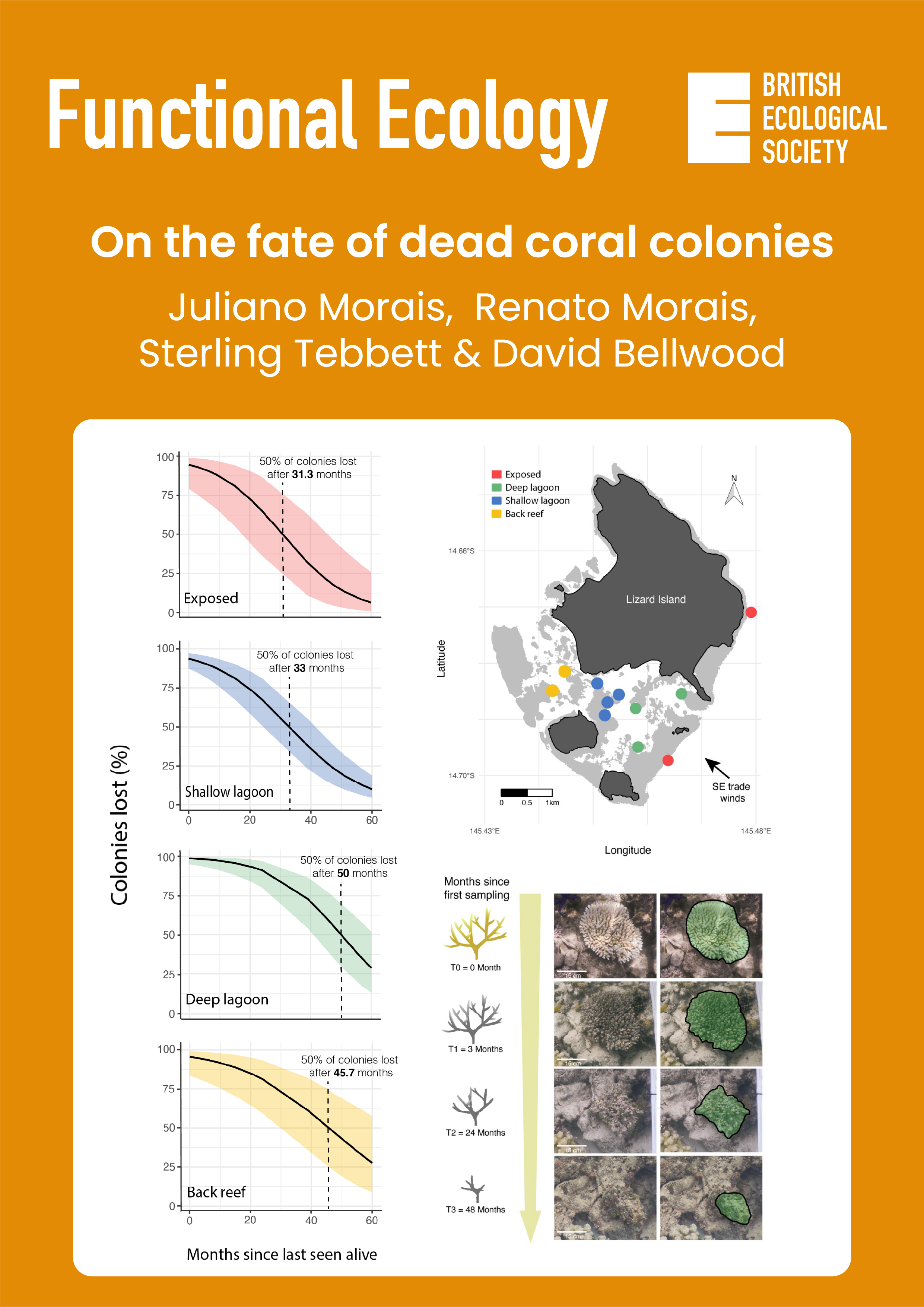 On the fate of dead coral colonies