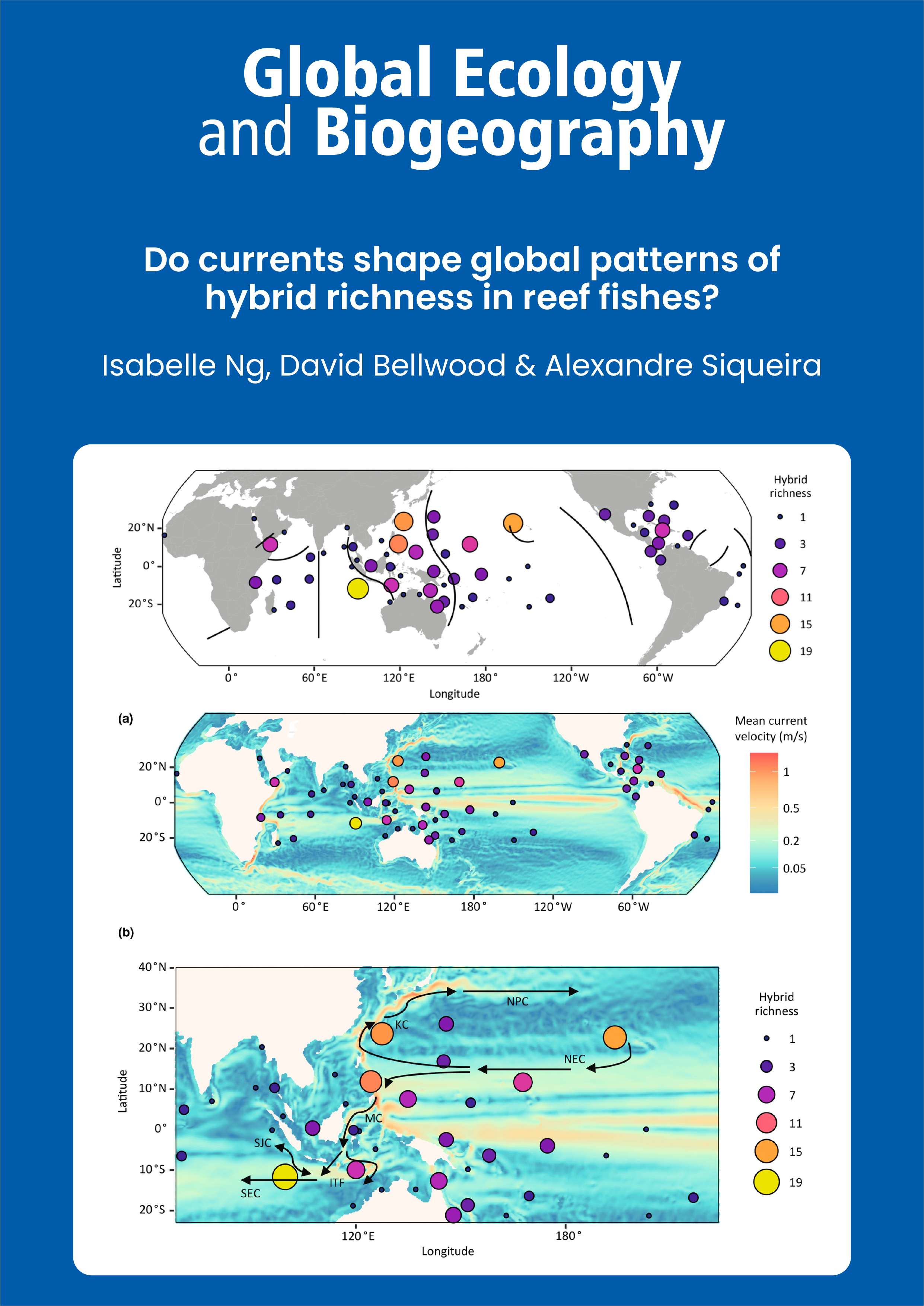 Do currents shape global patterns of hybrid richness in reef fishes?