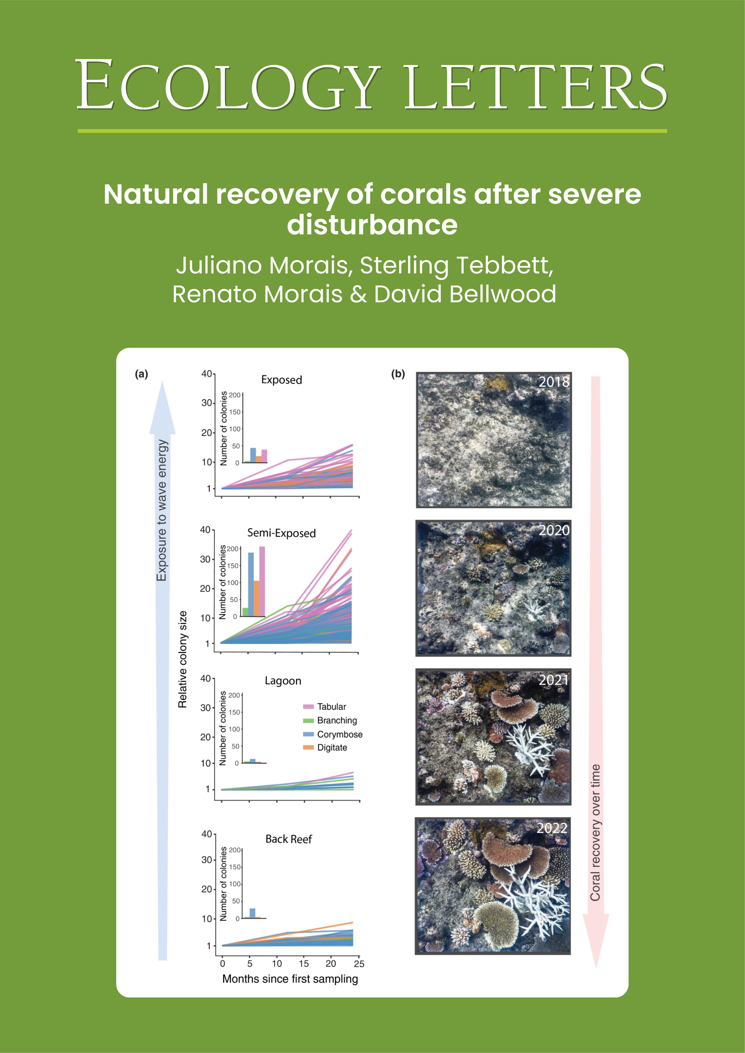 Natural recovery of corals after severe disturbance
